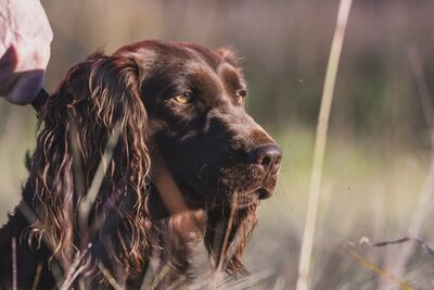 Mobile integrative veterinary care South Carolina_Burkett Veterinary Services 