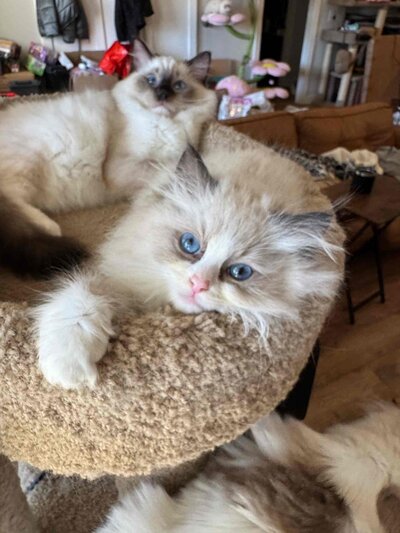 ragdoll-and-siamese-cat-lying-in-cat-tower