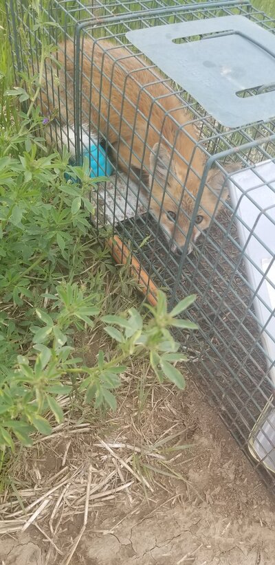 Fox humanly trapped to be released in the wild.