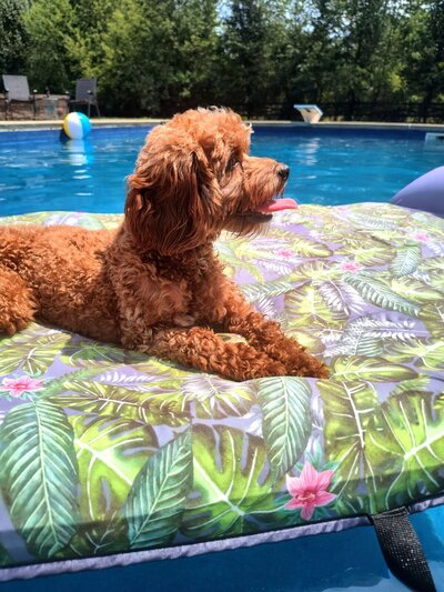 Red Cavapoo Adult Size