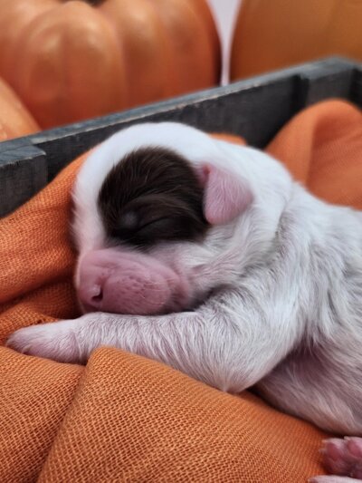 4b0dc375-f185-47d3-852c-3dee036957c2