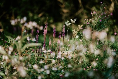 Pollinator gardens supporting wildlife and pollinator farms. Texoma edible landscapes. 