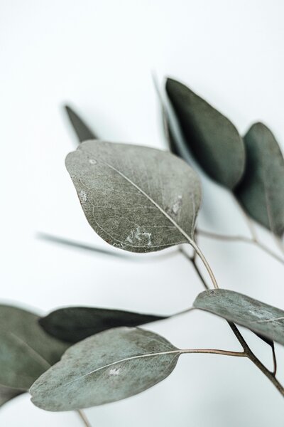 Eucalyptus Leaves