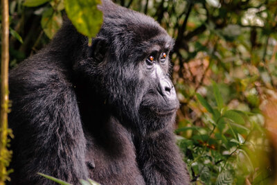 Close up of a gorilla in the Bwindi Forest