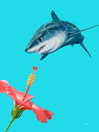 A mako shark hovers over a large red hibiscus flower, illustrated against a teal background.
