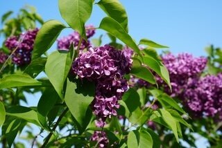 Monge syringa vulgaris purple heirloom lilac on North Country Lilacs farm in Canton, New York