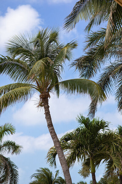 Palm trees in Cancun, Mexico