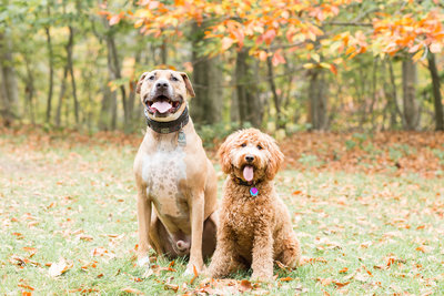 Mastiff Mix Dog and Goldendoodle