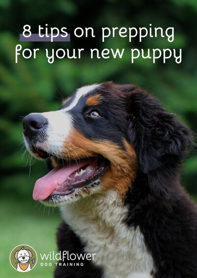 Guide on how to prepare for a new puppy
