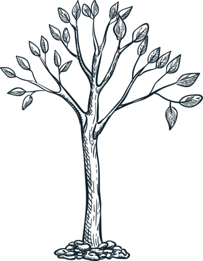 Mature oak — pillar 4 mark