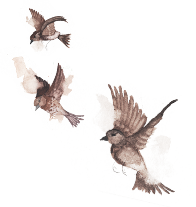 watercolor sparrows