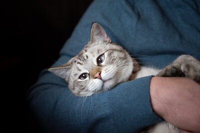 A light gray tabby cat with striking blue eyes rests peacefully in a person's arms. The person is wearing a blue sweater, and the cat looks calm and content, gazing softly into the distance against a dark, cozy background.
