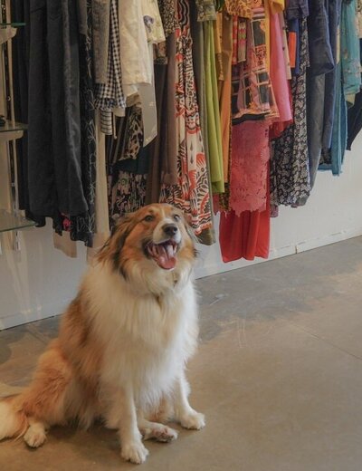 A dog sitting on the floor in a store looking happy 