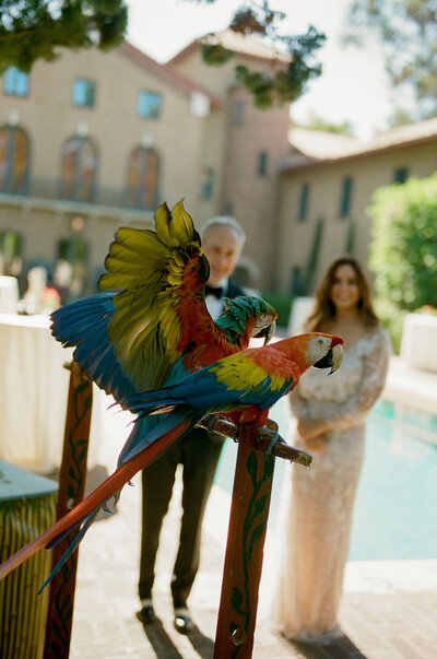 bride and groom admire live parrots on display at wedding cocktail hour