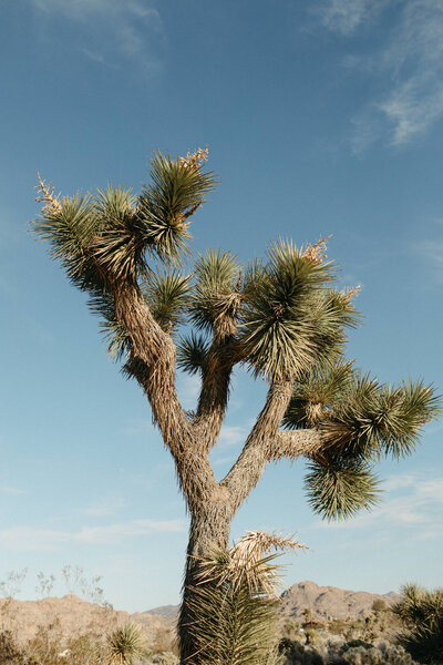 A joshua tree stands prominently against a clear blue sky, its unique, spiky branches spreading upwards and outwards in a rugged desert landscape dotted with distant hills.