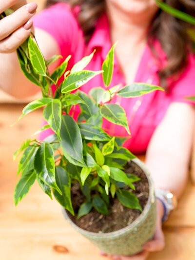 High-Light-Ficus danielle