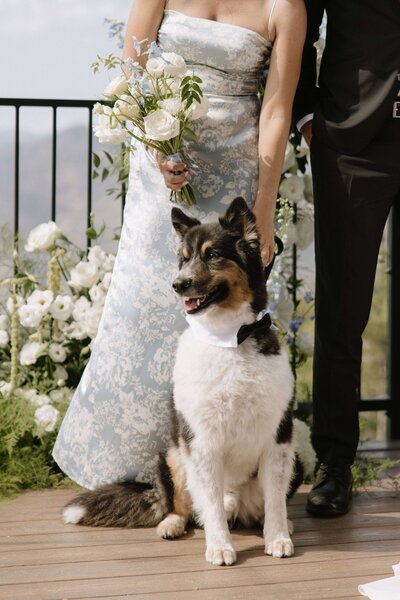 Wedding party poses with ring bearer at Colorado mountain wedding. 