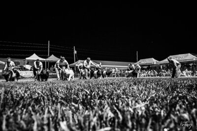 Youth driving pigs during show