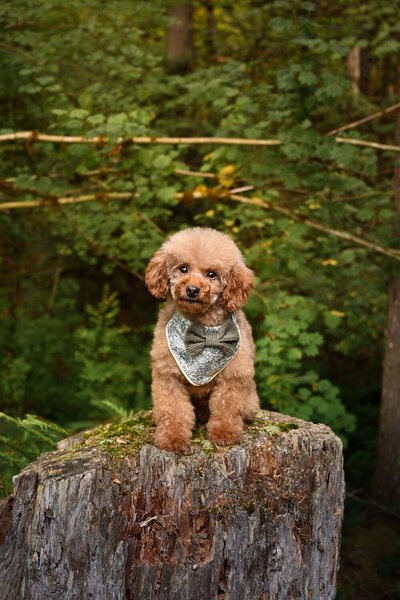 Heavenly Puppies to Love Cavapoo, Cockapoo, and Maltipoo Puppies Photo Sep 25 2025, 1 23 40 PM37