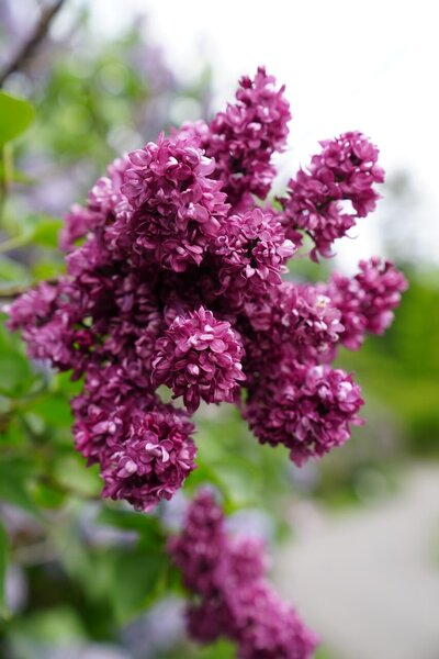 Charles Joly syringa vulgaris purple heirloom lilac at North Country Lilacs nursery in Canton, New York