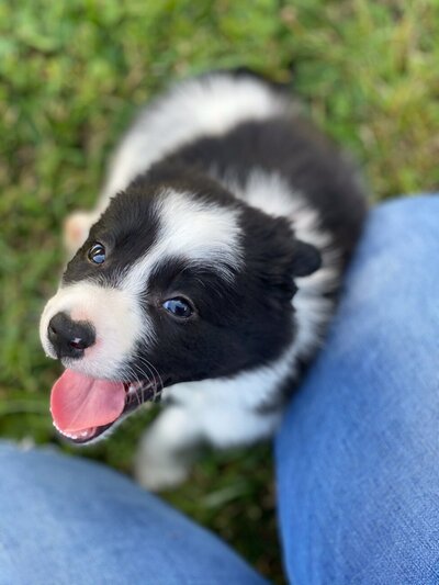 Top Quality Border Collies