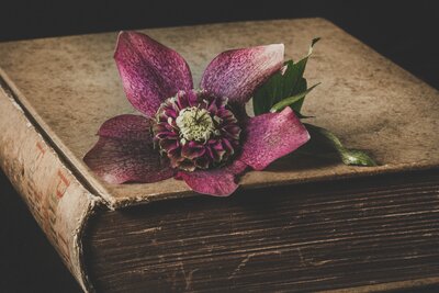 Very old book with a purple flower resting on it's cover