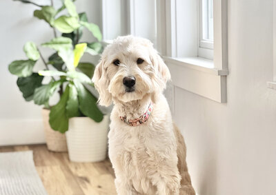 puppy