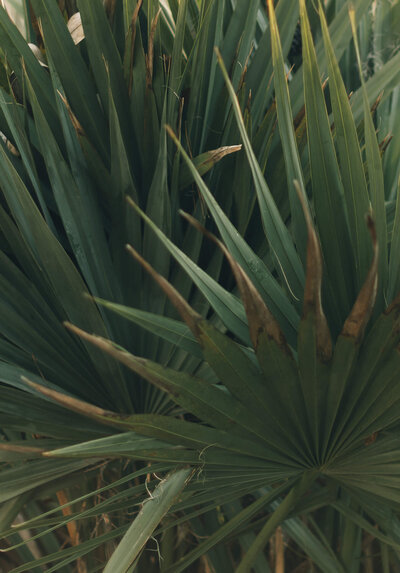Details of a group of green palm branches