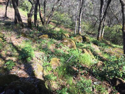 Hill covered in moss
