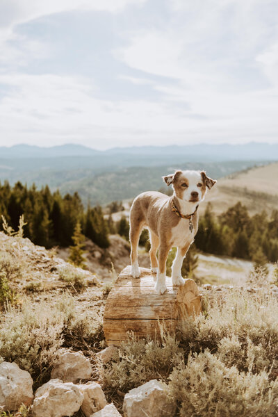 Emotive destination elopement in remote landscapes.