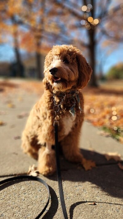 A young Golden Doodle in dog training