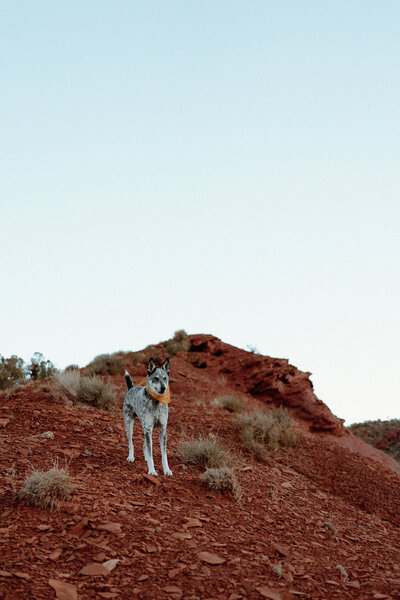 An adventure dog in Moab Utah