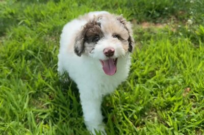 Merle toy poodle puppy for sale