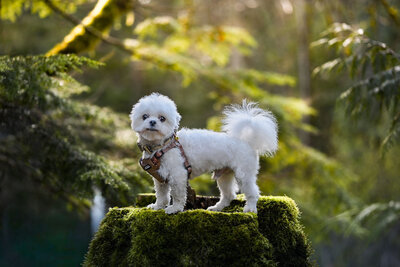 Heavenly Puppies to Love Cavapoo, Cockapoo, and Maltipoo Puppies Photo Mar 24 2024, 3 23 04 PM3
