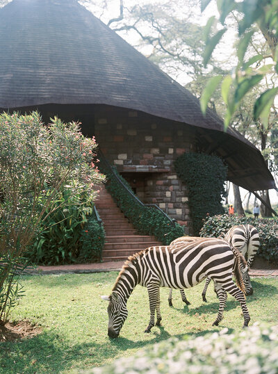 zebra at sopa lodge at naivasha lake