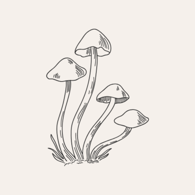 Hand-drawn sketch of mushrooms on a neutral background, symbolizing transformation, growth, and exploration for seniors seeking psychedelic coaching services.