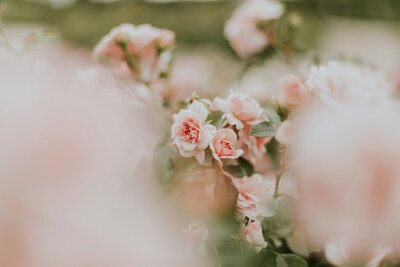 We partner with local florists for fresh florals to create a beautiful backdrop for proposals