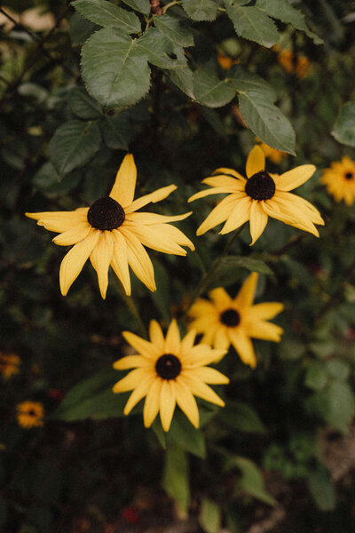 Four yellow daisies with dark centers, reminiscent of a snapshot from Phillipa Leseberg's vibrant memoir, are surrounded by lush green leaves.