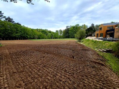 Bouleaux fraîchement plantés le long d'une clôture