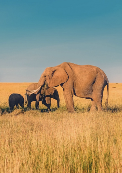 Elephant Family in Africa