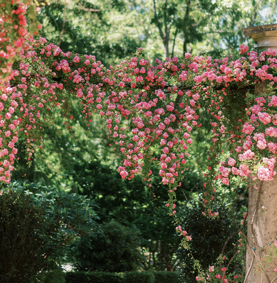 pink flowers hanging down at the atlanta history center in the garden by Colorado wedding photographer JKG photography