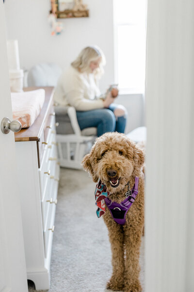 photo of dog looking out from nursery while mom holds baby behind