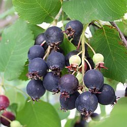2764-amelanchier-alnifolia-1