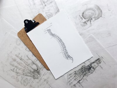 Spine Drawing