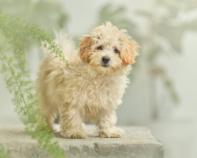Young puppy standing on a rock surrounded by green plants. Taken in Hackney by Claire Howes, Norwich Portrait Photographer.