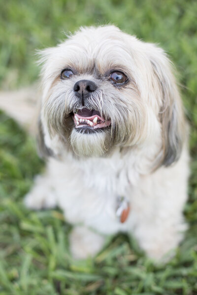 Peaches & Teddy Pet Photography is located on Ponte Vedra Beach, FL
