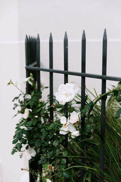 Green plants with white flowers