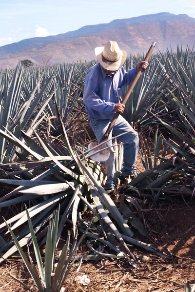 blog photo 2 mezcal