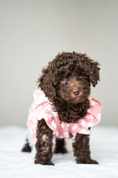Image of a Goldendoodle Outdoors being  held in two hands