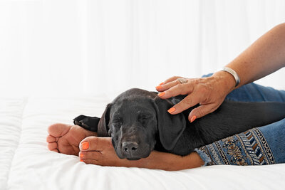 Pet Photographer Grand Junction -  298